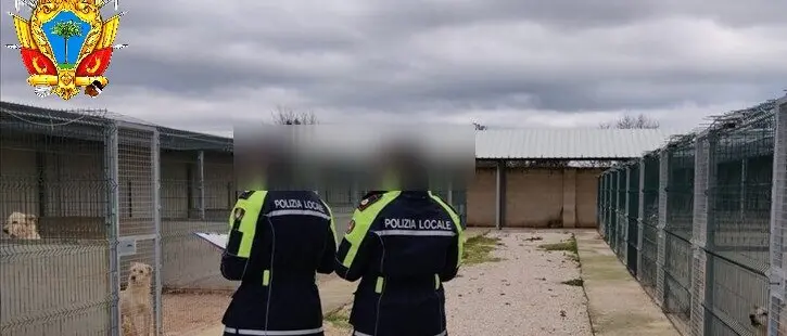 Palmi, aggressione cani di grossa taglia: la Procura chiude le indagini