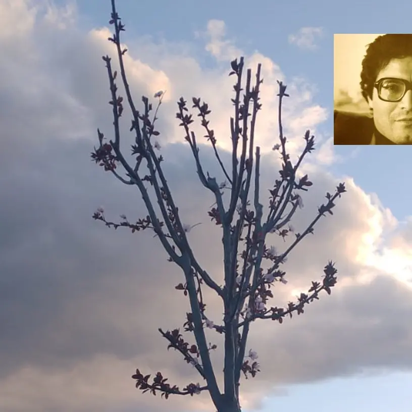 Da Rosarno a Pescara, fiorisce il prunus piantumato nel parco di Rancitelli in memoria di Peppe Valarioti