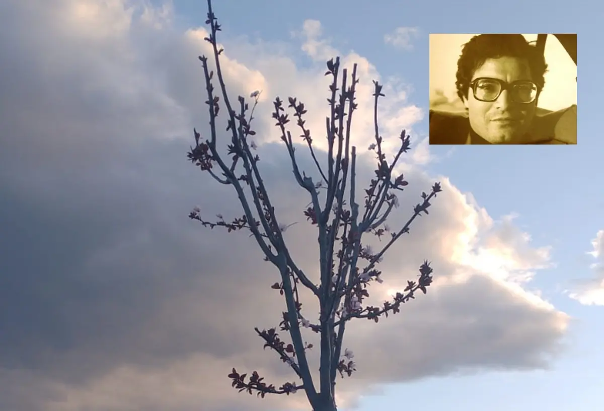 Da Rosarno a Pescara, fiorisce il prunus piantumato nel parco di Rancitelli in memoria di Peppe Valarioti