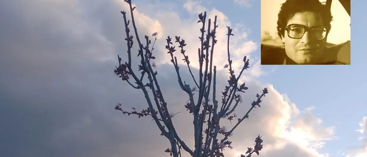 Da Rosarno a Pescara, fiorisce il prunus piantumato nel parco di Rancitelli in memoria di Peppe Valarioti
