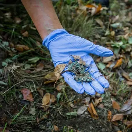 I cani di Gambarie sono in pericolo. L'appello di un volontario