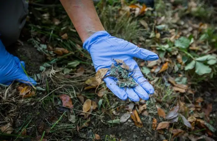 I cani di Gambarie sono in pericolo. L'appello di un volontario