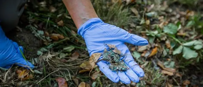 Bocconi al veleno per cani randagi, allarme degli animalisti in periferia