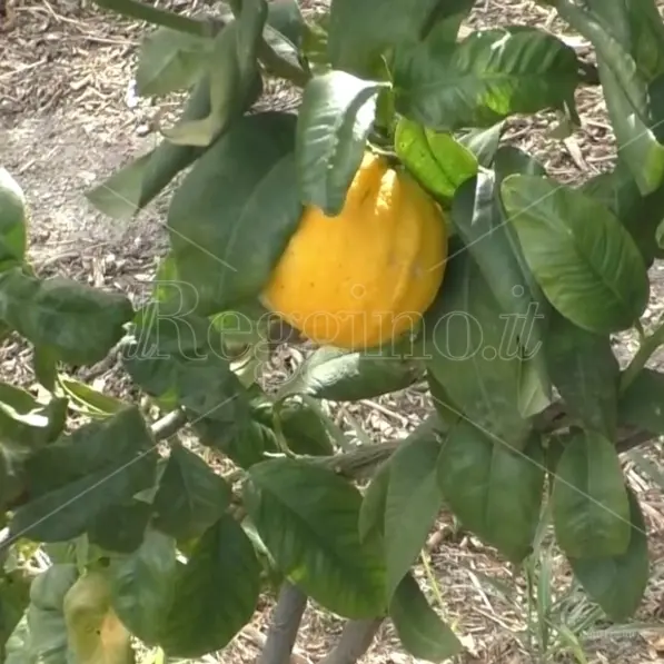 Crisi del bergamotto: incontro tecnico con Gallo alla Regione