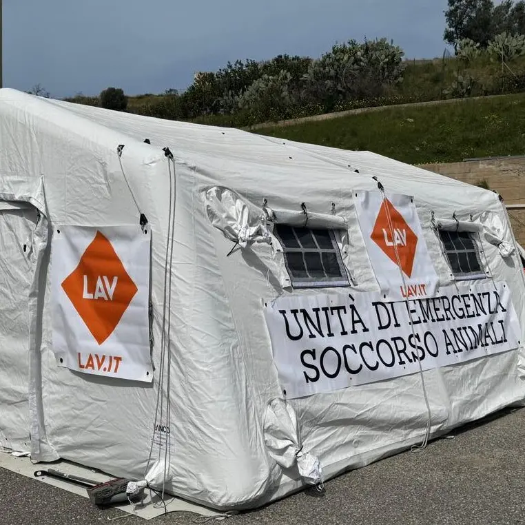 “SterilizzaTour\u202F 2025” della Lav a Reggio, Merenda: «Tre giorni dedicati soprattutto a chi ha difficoltà economiche»