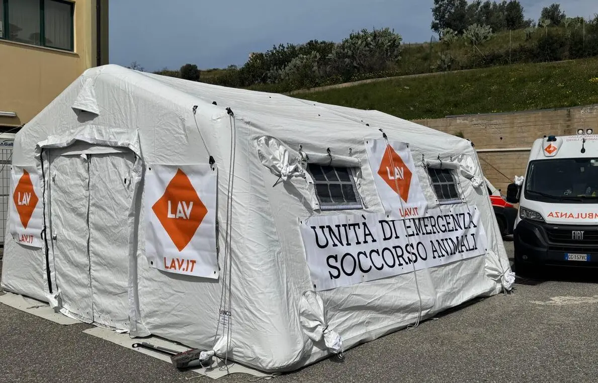 “SterilizzaTour\u202F 2025” della Lav a Reggio, Merenda: «Tre giorni dedicati soprattutto a chi ha difficoltà economiche»