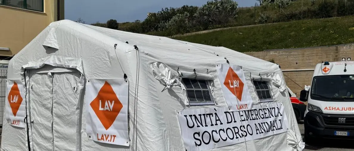 “SterilizzaTour\u202F 2025” della Lav a Reggio, Merenda: «Tre giorni dedicati soprattutto a chi ha difficoltà economiche»