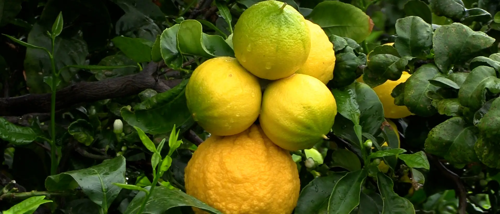 Crisi del bergamotto, Arone chiede l'intervento della Regione e una verifica sull’operato dei Consorzi