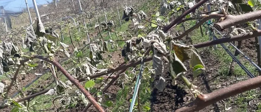 Gelate di marzo: danni ingenti all’agricoltura calabrese, Coldiretti: «Urgente una gestione più efficace delle risorse idriche»