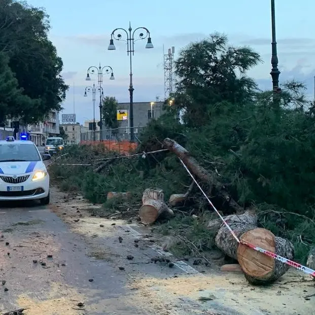 Allarme sul percorso dell’handbike: grosso pino cade prima della gara, area messa in sicurezza dalla Polizia Locale - FOTO