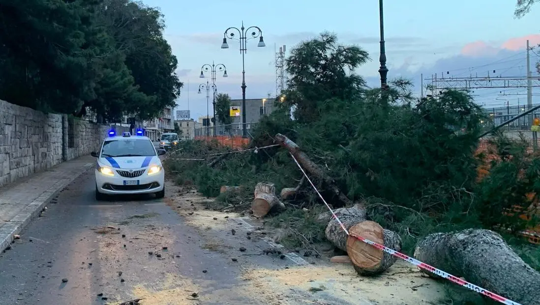Allarme sul percorso dell’handbike: grosso pino cade prima della gara, area messa in sicurezza dalla Polizia Locale - FOTO