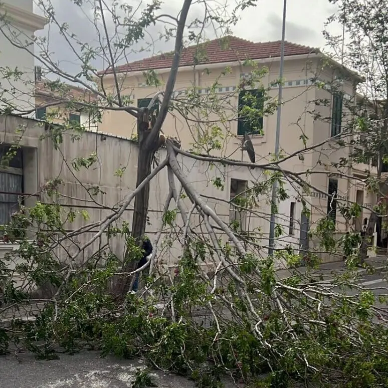 Reggio, ramo spezzato dal vento blocca la strada davanti al De Amicis