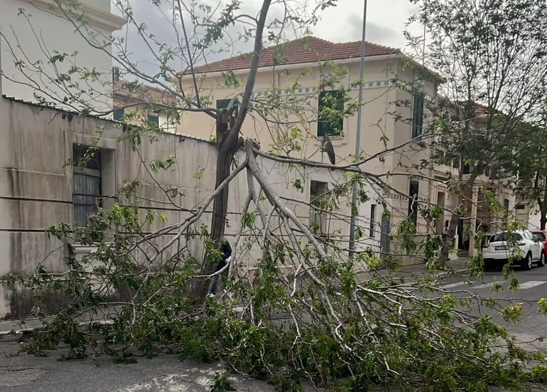 Reggio, ramo spezzato dal vento blocca la strada davanti al De Amicis