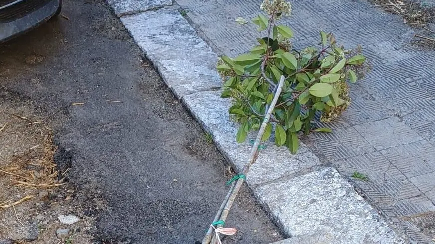 Divelto albero piantumato in Via Enotria, il Consigliere delegato Merenda: «Ricostruiremo»