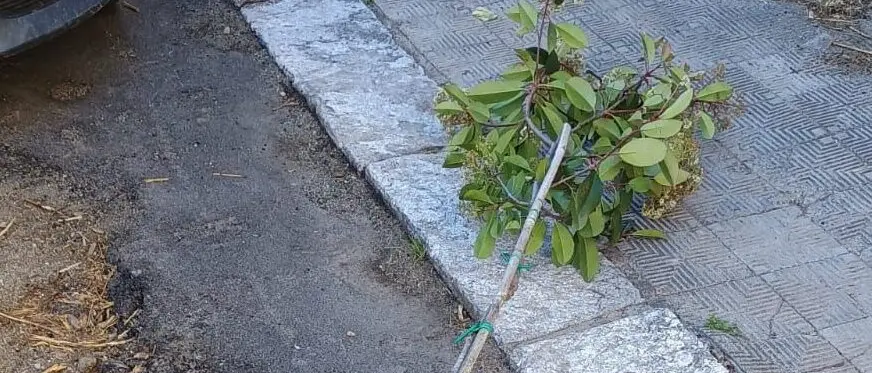 Divelto albero piantumato in Via Enotria, il Consigliere delegato Merenda: «Ricostruiremo»