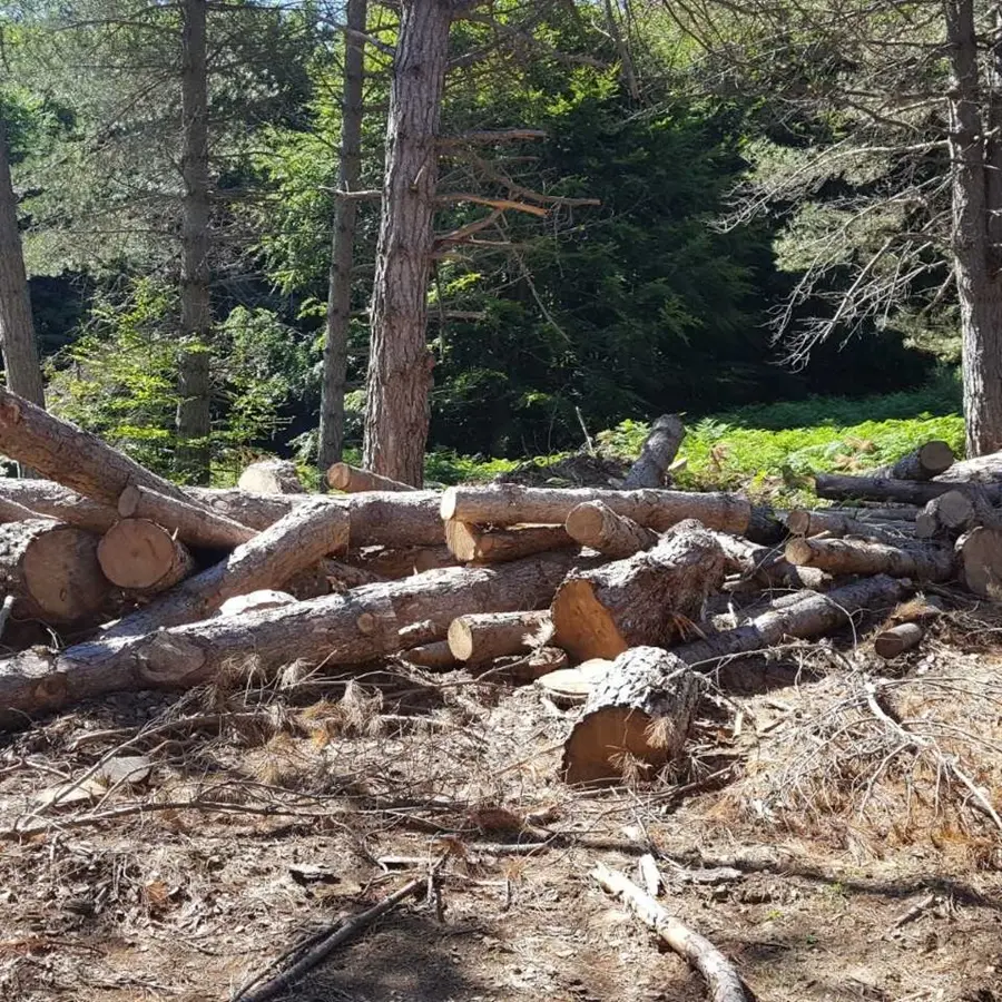 Furto aggravato di legname e gestione illecita di rifiuti nel Parco Nazionale d’Aspromonte: eseguita una misura cautelare