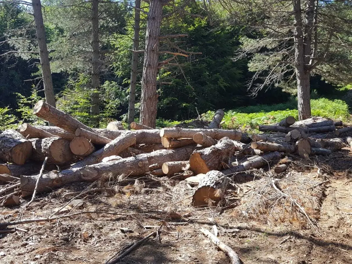 Furto aggravato di legname e gestione illecita di rifiuti nel Parco Nazionale d’Aspromonte: eseguita una misura cautelare