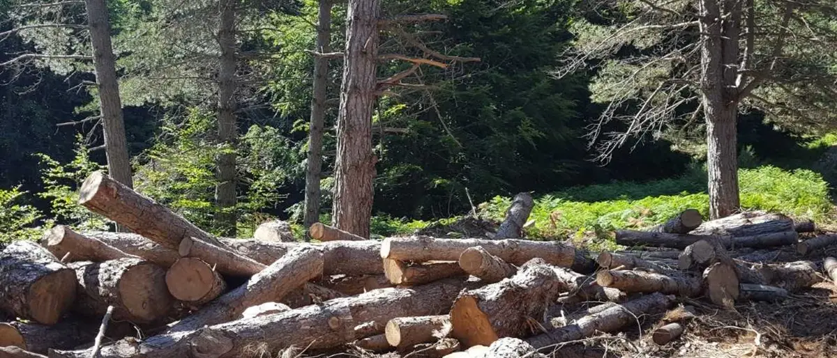 Furto aggravato di legname e gestione illecita di rifiuti nel Parco Nazionale d’Aspromonte: eseguita una misura cautelare