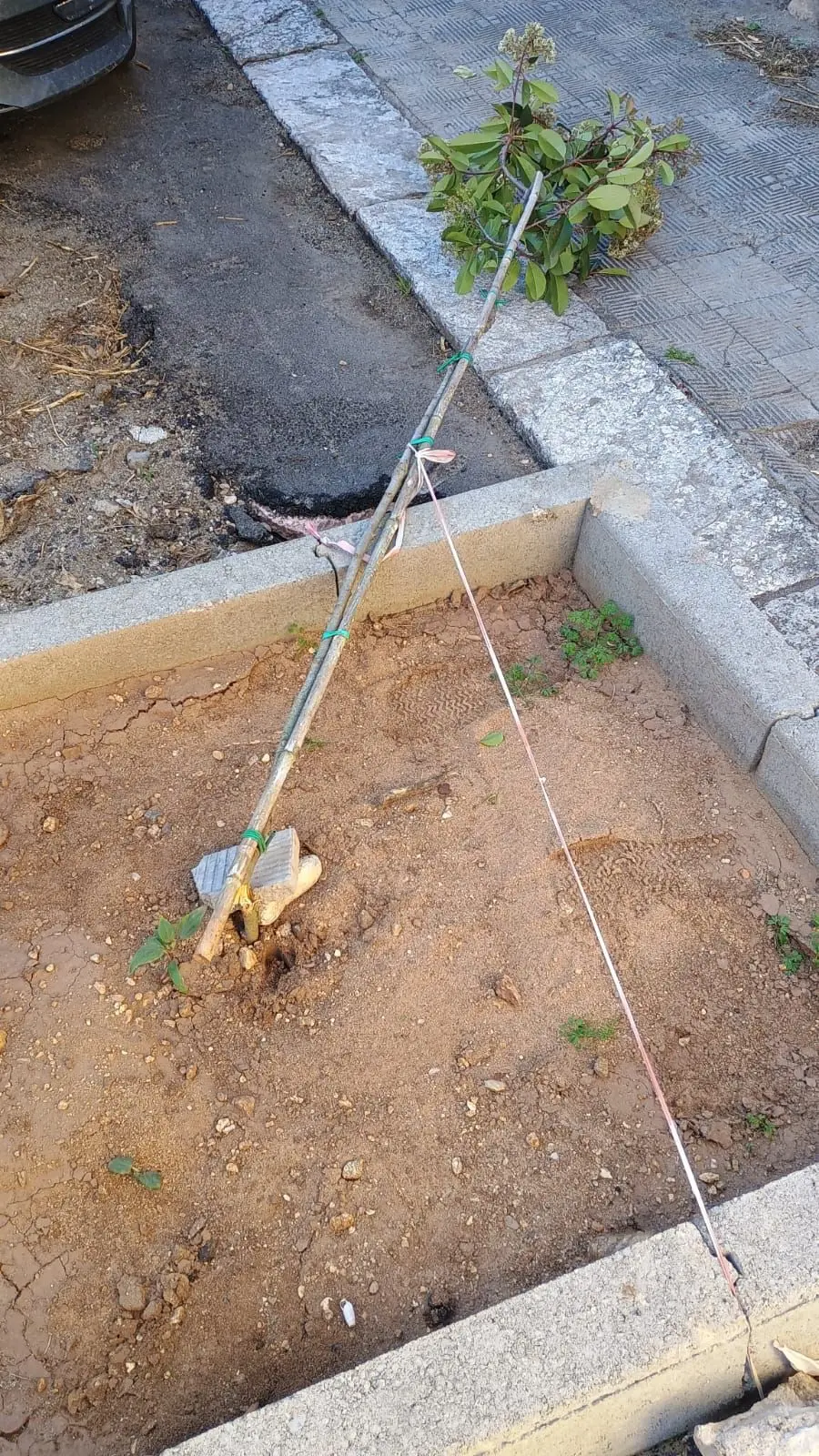 Danneggiamento albero in via Enotria, Merenda: «Nessuna demonizzazione per il quartiere»