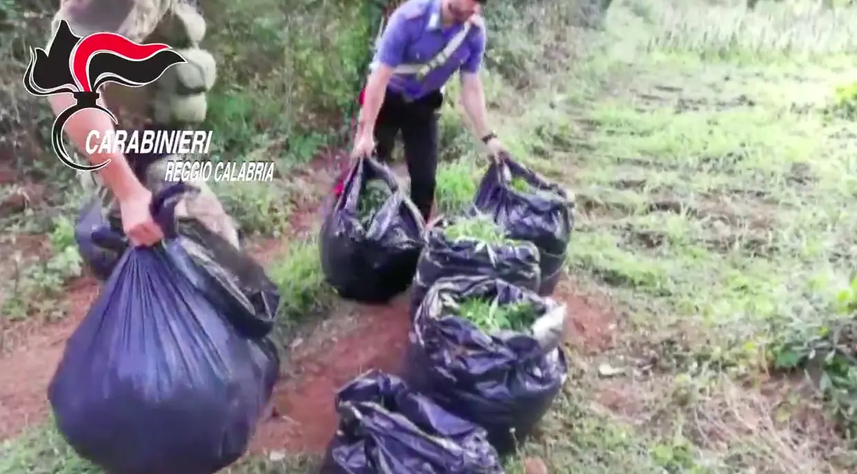 Trovate oltre 30 mila piante nel 2019 dai Carabinieri. Numeri \"stupefacenti\"