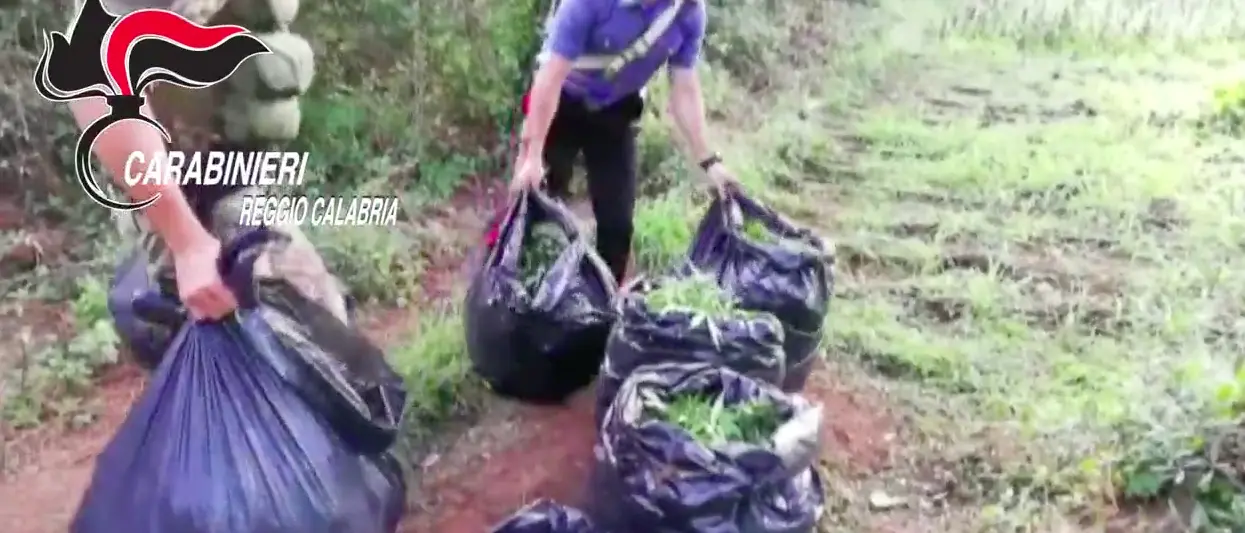 Trovate oltre 30 mila piante nel 2019 dai Carabinieri. Numeri \"stupefacenti\"