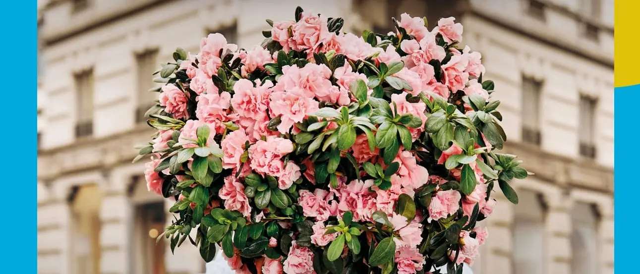 Reggio, per la festa della mamma torna l'azalea Airc