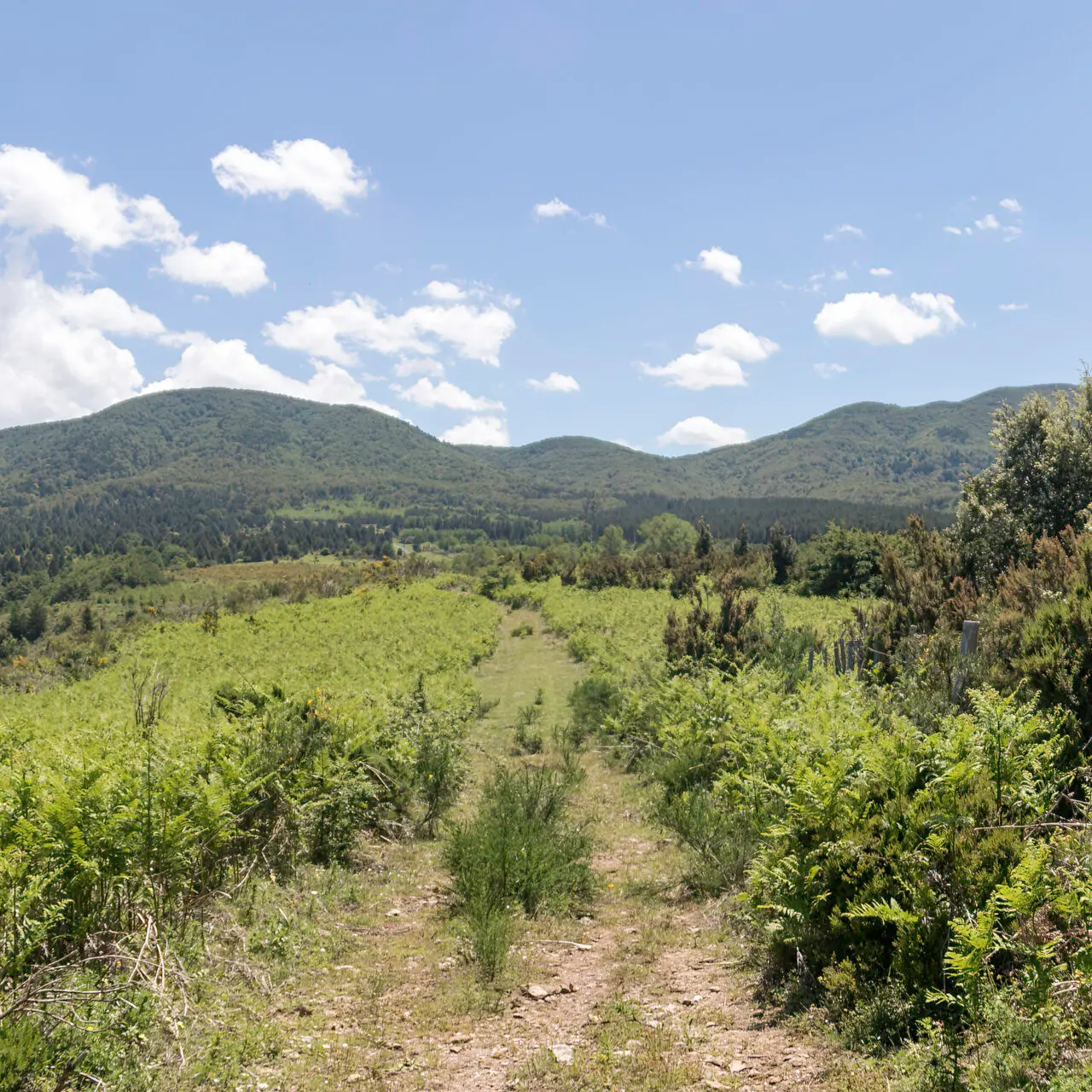 Reggio, tutto pronto per l'escursione sui monti di Scido organizzata dall'associazione \"Gente in Aspromonte\"