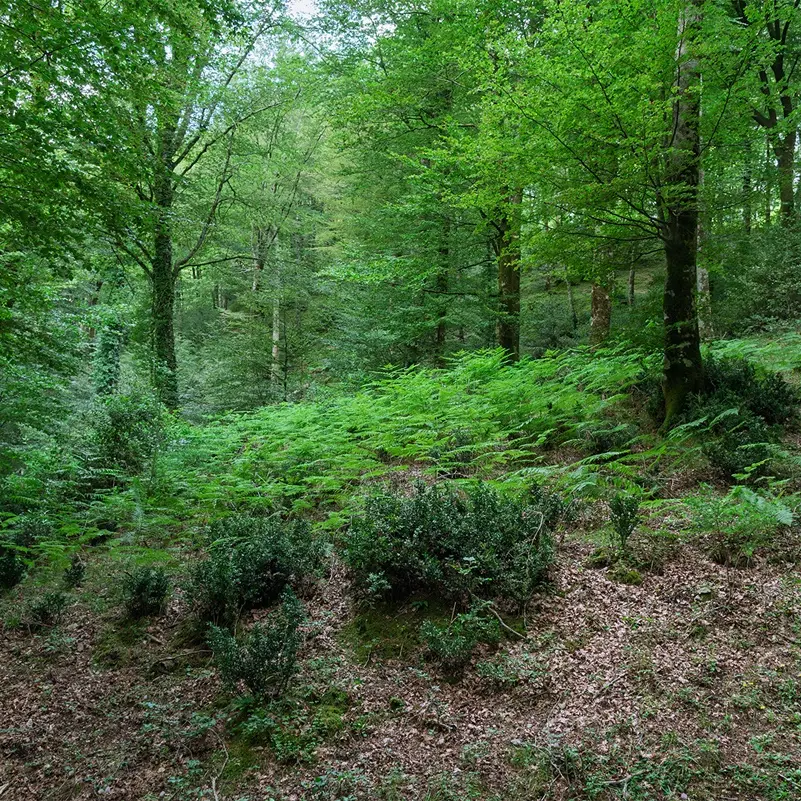 Gente in Aspromonte tra i sentieri dimenticati: domani escursione nel Bosco di Rumbica