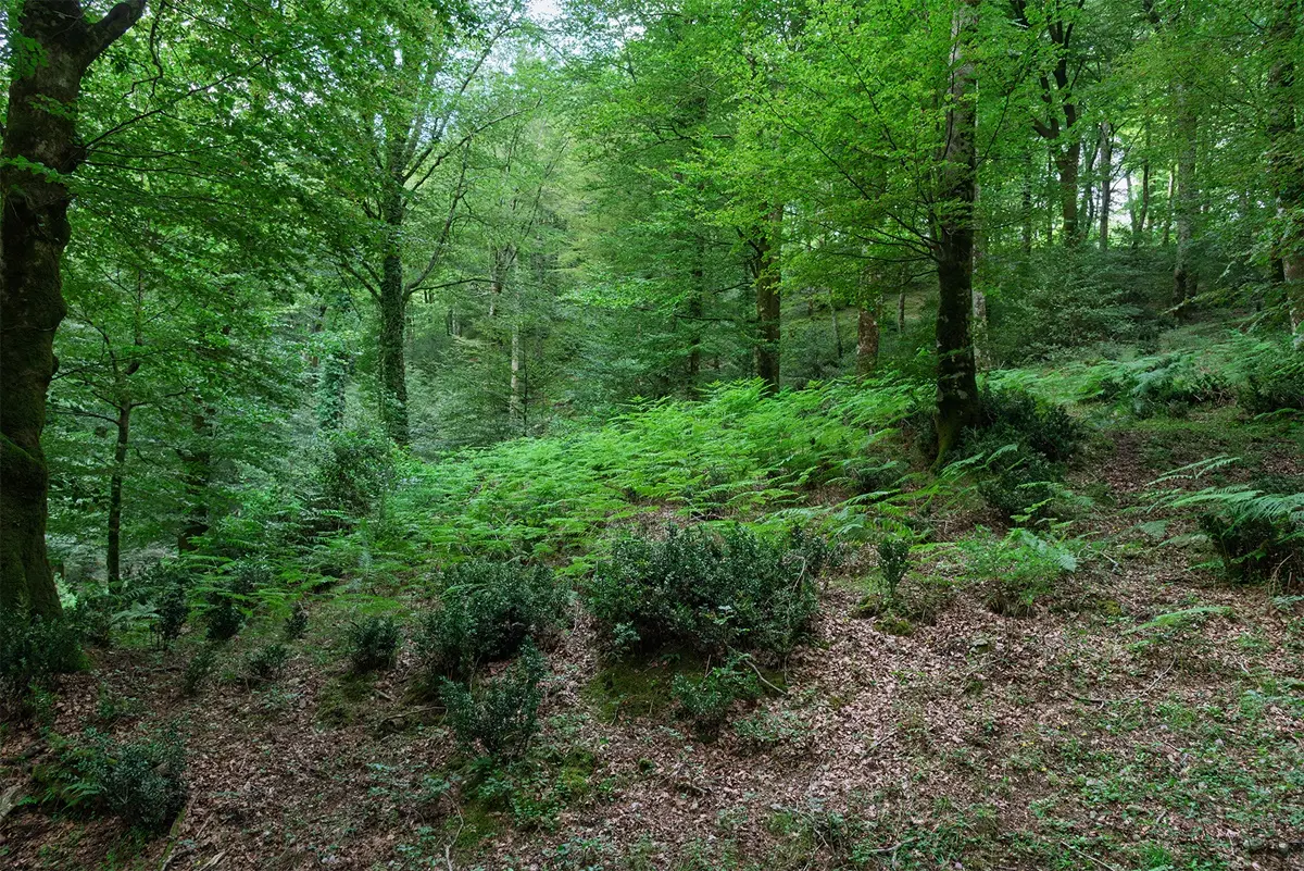 Gente in Aspromonte tra i sentieri dimenticati: domani escursione nel Bosco di Rumbica