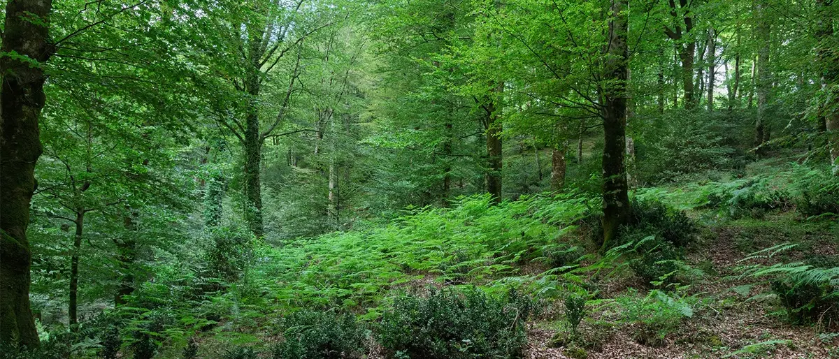 Gente in Aspromonte tra i sentieri dimenticati: domani escursione nel Bosco di Rumbica