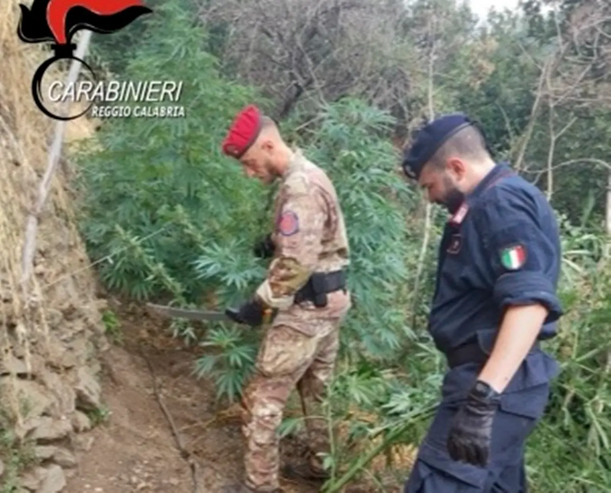 Cardeto, rivenute 300 piante di canapa indiana tra i boschi: un arresto