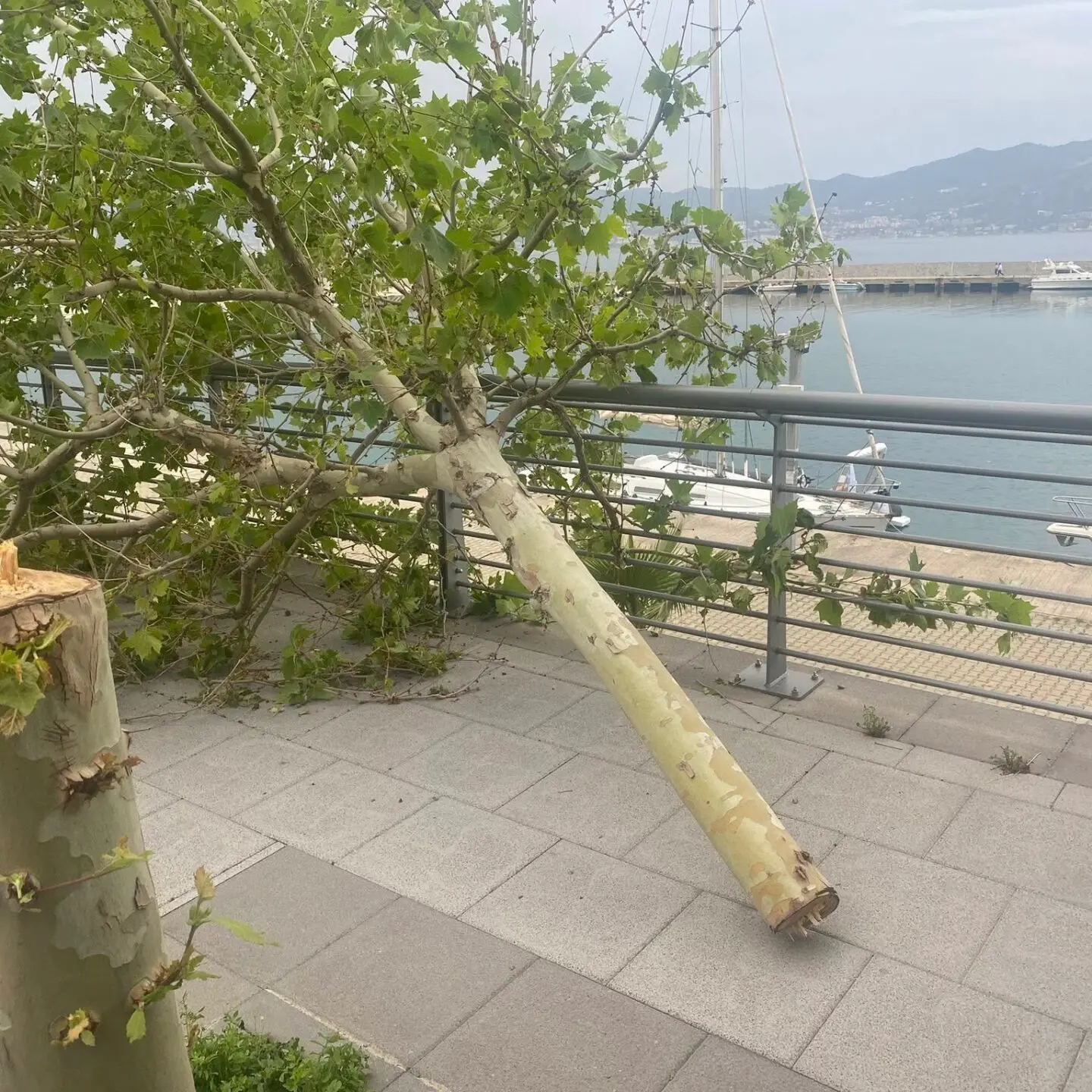 Atto vandalico a Villa San Giovanni, il sindaco: «Tolleranza zero» - FOTO