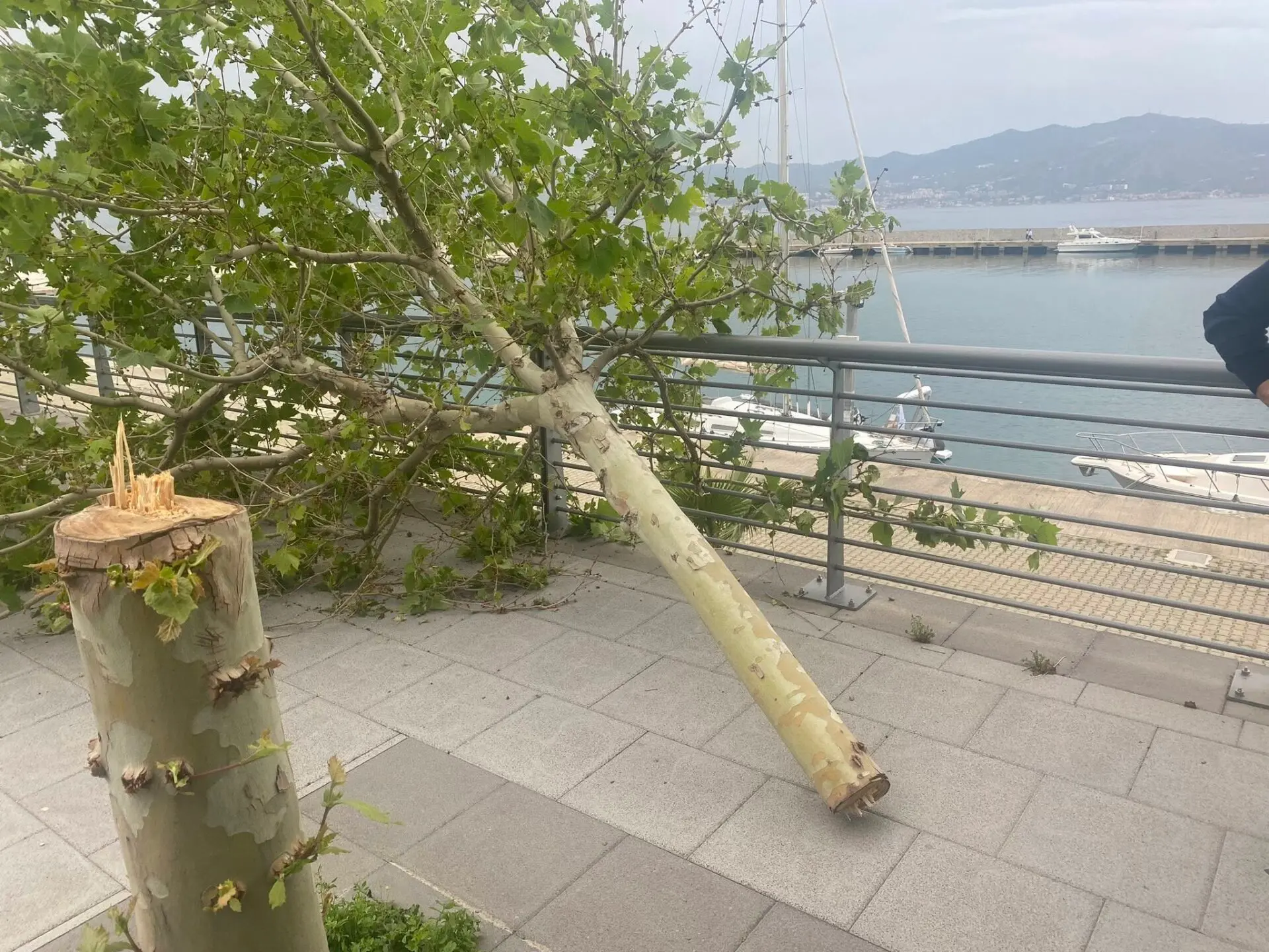 Atto vandalico a Villa San Giovanni, il sindaco: «Tolleranza zero» - FOTO