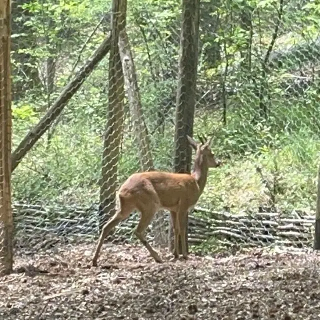 Il capriolo torna nei boschi di Mongiana: sinergia tra Parco d’Aspromonte e Carabinieri per la biodiversità