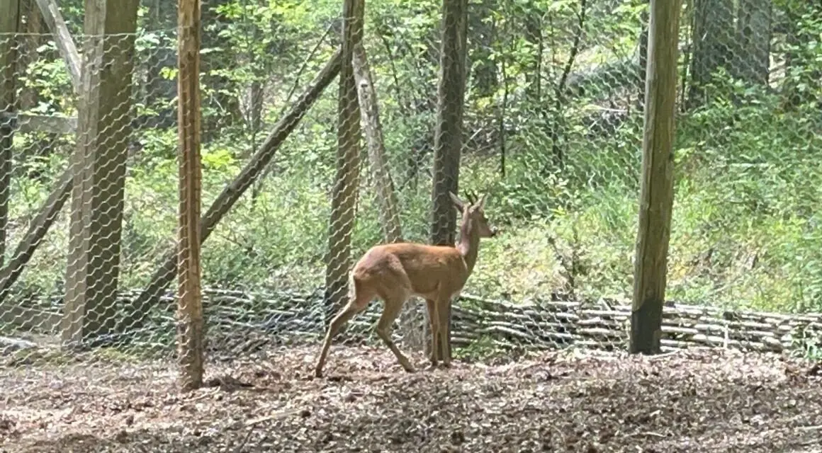 Il capriolo torna nei boschi di Mongiana: sinergia tra Parco d’Aspromonte e Carabinieri per la biodiversità