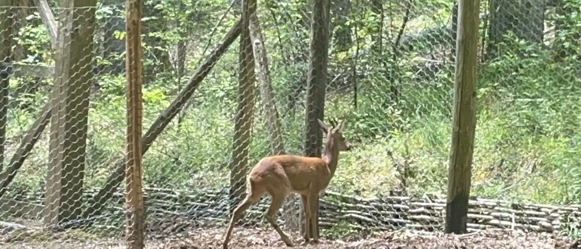 Il capriolo torna nei boschi di Mongiana: sinergia tra Parco d’Aspromonte e Carabinieri per la biodiversità