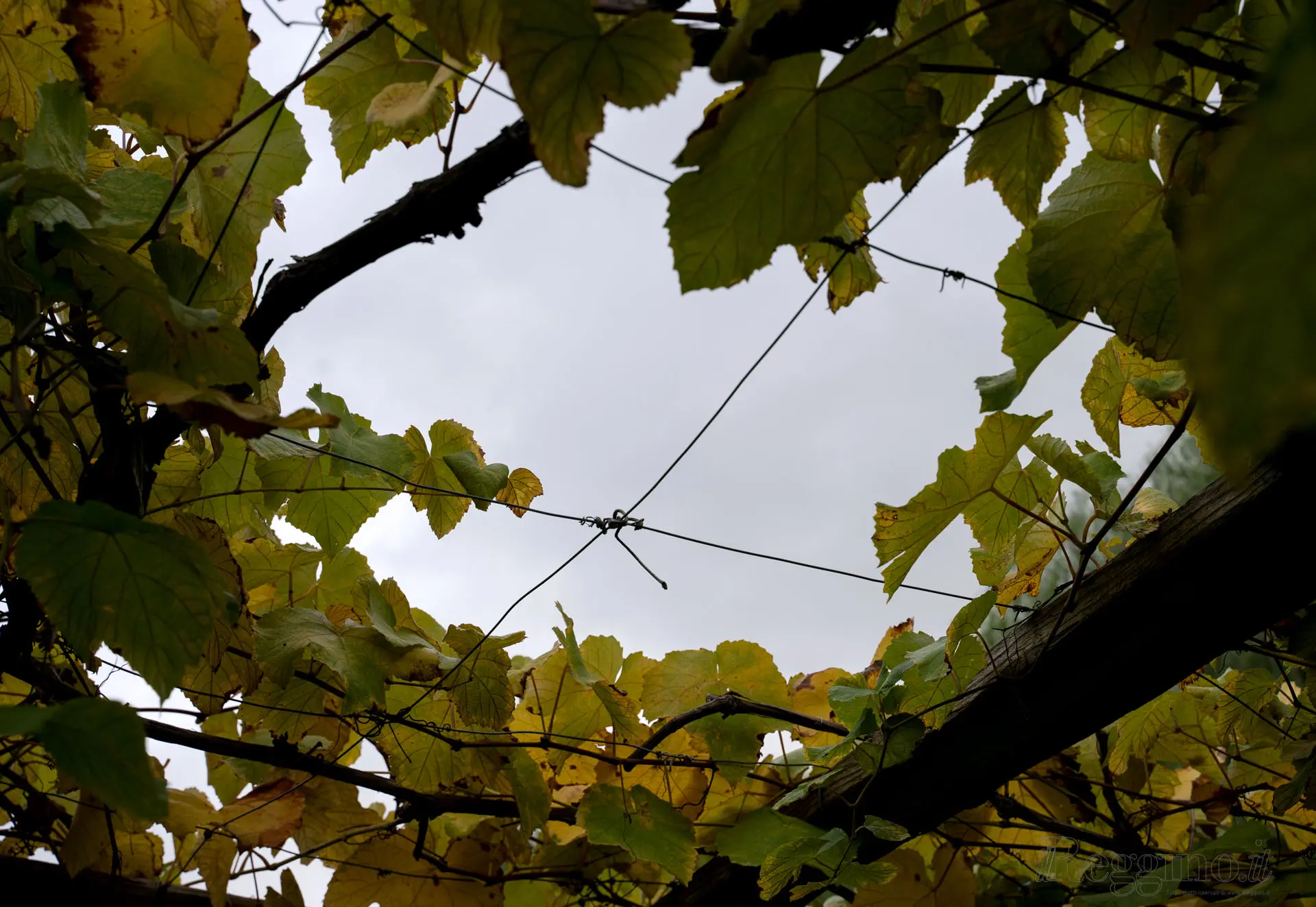 PERGOLATO AUTUNNALE