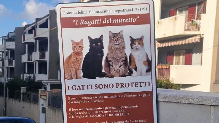 Gatti uccisi a Gallina, il Nuovo Fronte Politico denuncia: «Una strage silenziosa, servono interventi immediati»