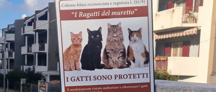 Gatti uccisi a Gallina, il Nuovo Fronte Politico denuncia: «Una strage silenziosa, servono interventi immediati»