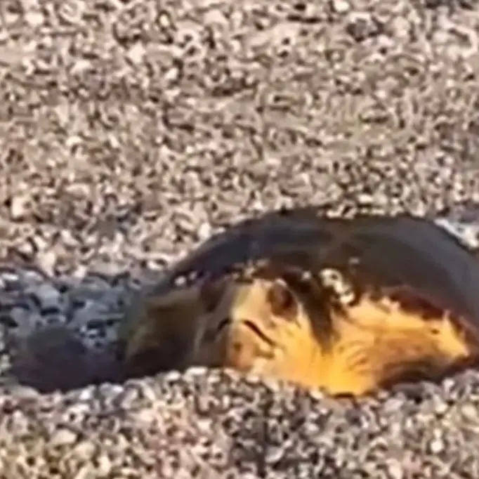 Una tartaruga Caretta Caretta depone le uova sulla spiaggia di Siderno