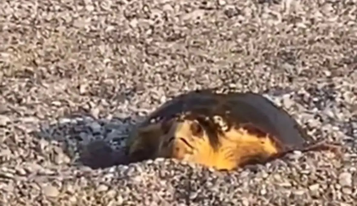 Una tartaruga Caretta Caretta depone le uova sulla spiaggia di Siderno