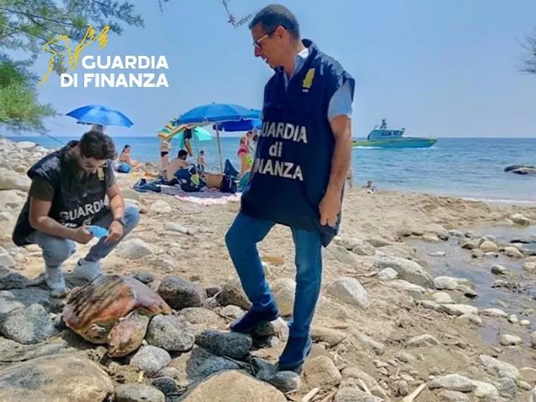 Calabria, tartaruga ferita soccorsa dalla Guardia di Finanza, salvata grazie a intervento tempestivo