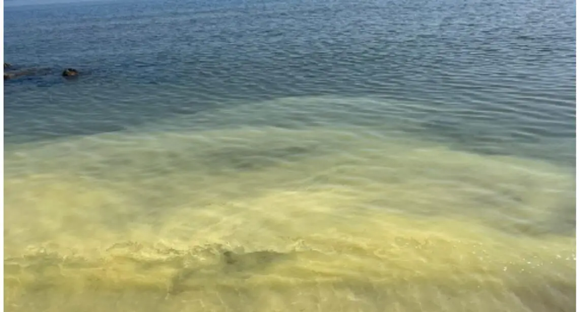 Comune di Bova Marina: «Nessun allarme inquinamento, le chiazze in mare dovute a pollini naturali»