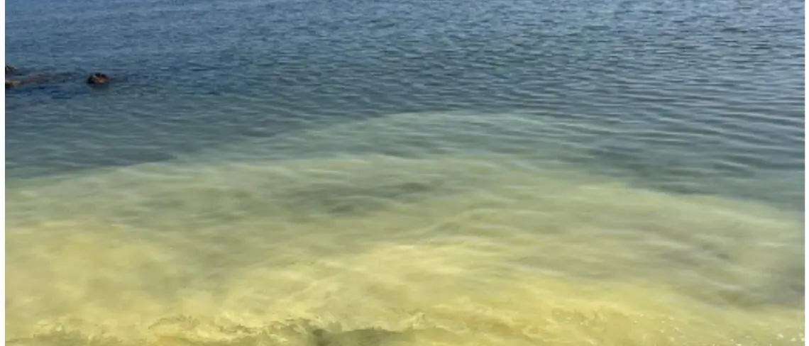 Comune di Bova Marina: «Nessun allarme inquinamento, le chiazze in mare dovute a pollini naturali»