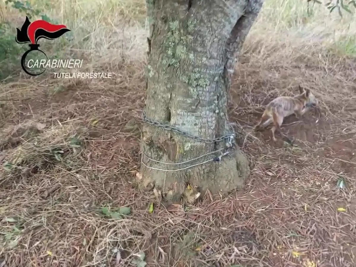 A Campo Calabro carabinieri forestali liberano una volpe - VIDEO