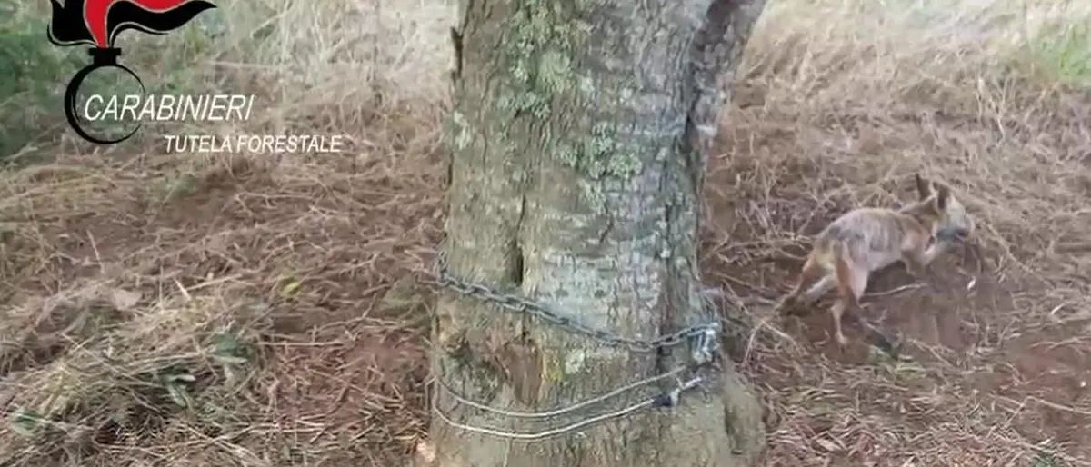 A Campo Calabro carabinieri forestali liberano una volpe - VIDEO