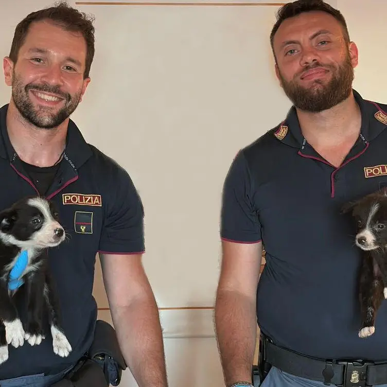 Villa San Giovanni, Polizia di Stato: denunciati due soggetti per traffico illecito di animali