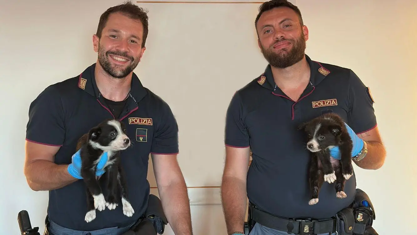 Villa San Giovanni, Polizia di Stato: denunciati due soggetti per traffico illecito di animali