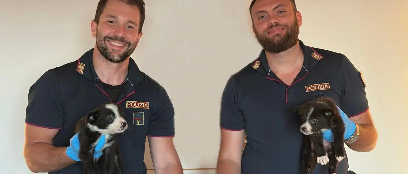 Villa San Giovanni, Polizia di Stato: denunciati due soggetti per traffico illecito di animali