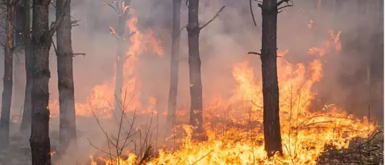 Calabria in fiamme, Legambiente rilancia le sue proposte: «Serve una svolta radicale sulla prevenzione»